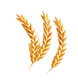 Vacter Image